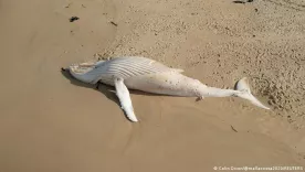 Fue hallada ballena albina muerta