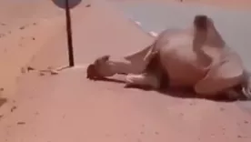 Camionero ayudó camello sediento en Argelia