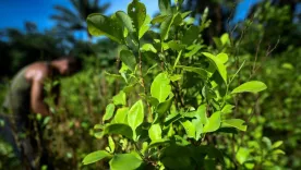 Exjefes de Farc tramitan ley de ammistia a cultivadores de coca