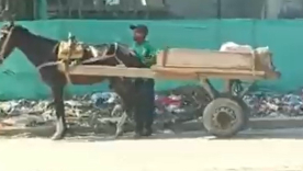 CABALLO EN CARTAGENA