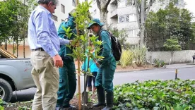 Plantaciónbog