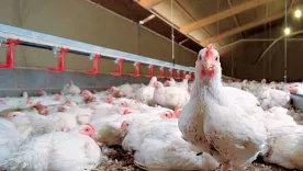 INS descarta casos de influenza aviar en humanos en Colombia