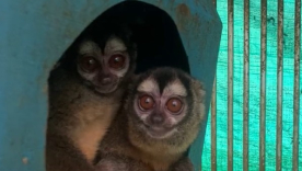MONOS ARDILLA 