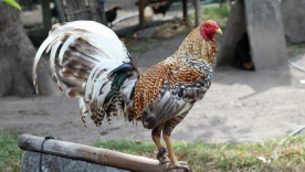ICA anunció la prohibición transitoria de peleas de gallos en Colombia