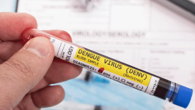 Virus dengue