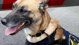 Perro antiexplosivo