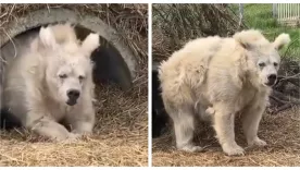 OSO EN HIBERNACIÓN