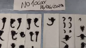 ESCORPIONES INCAUTADOS