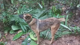 Canino Wilson no aparece pero rescatan otro perro perdido en la selva