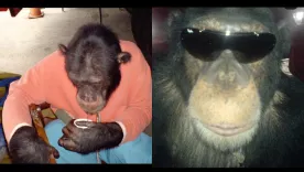 Chimpances Pereira