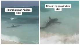 TIBURÓN EN SAN ANDRÉS