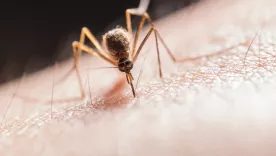 dengue mosquito