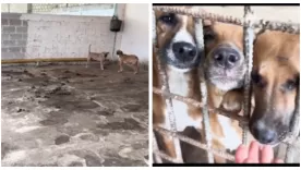 MALTRATO ANIMAL EN SAN ANDRÉS