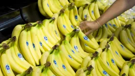 banano exportaciones