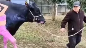vaca san valentín