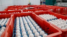 exportación de huevos
