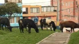 familia vacas Bogotá