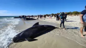 BALLENAS EN AUSTRALIA