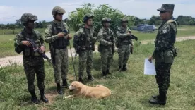 soldados heridos y perrita muerta