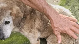 maltrato animal 270425