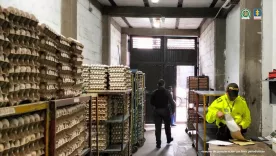 modalidad de robo huevos