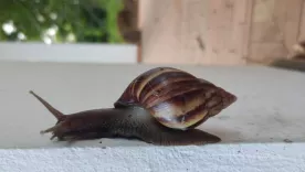 caracol africano