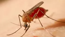 mosquito fiebre amarilla