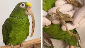 loro valle de aburra 