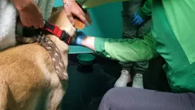  guardería Fortaleza Animal maltrato