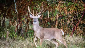 venado cola blanca