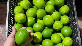 Limón Tahití