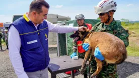 animales rescatados en desastres