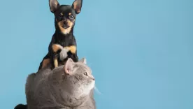 mascotas perros y gatos