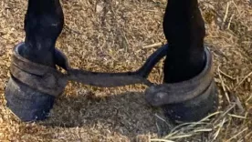 maltrato animal en Agro Expo