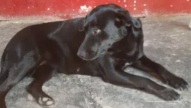 Judicializado veterinario por presunta eutanasia i