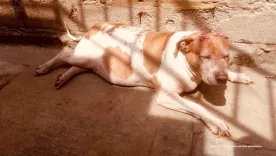 redada-contra-maltrato-animal