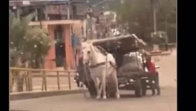 maltrato animal huila