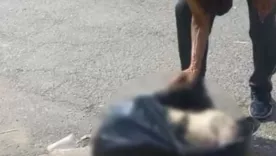 cabra-decapitda-cali