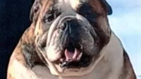 Un bulldog llamado ‘Mox’ resultó ser la víctima fatal del suceso.