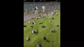 Decenas de tenis cubrieron la cancha del estadio El Campín.