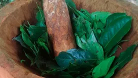 Preparación del Yagé