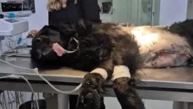 Perro baleado boyacá