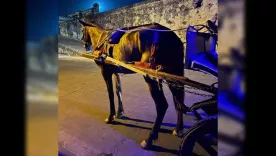 Tracción animal Cgena