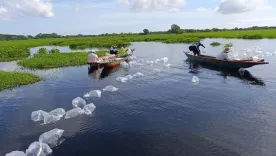siembras de especies nativas en humedales y acuiferos