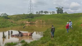 Hipopótamos en inmediaciones de la Hacienda Nápoles