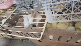 404 animales eran comercializados ilegalmente en el Festival de Reyes Magos y Epifanía en Bogotá. Tomada de Prensa Idpyba