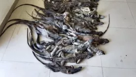 Iguanas rescatadas en operativo en Valledupar