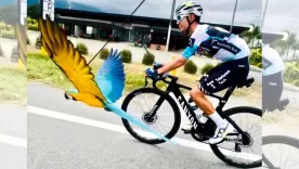 Lupita, la guacamaya que acompaña a los ciclistas del Quindío