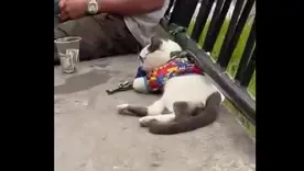 Gato drogado