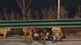 Siete perros robados en el noreste de China logró escapar de una red de tráfico ilegal 